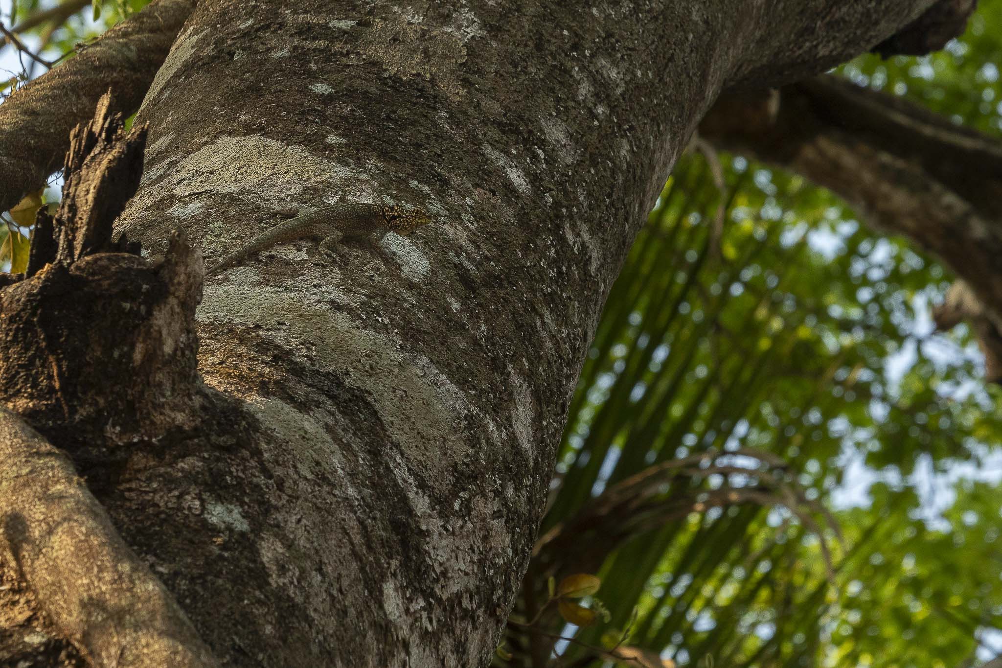 Imagem Expedição Chap Guim - ESEC Serra das Araras--75 da expedição de expedicoes/araras_25